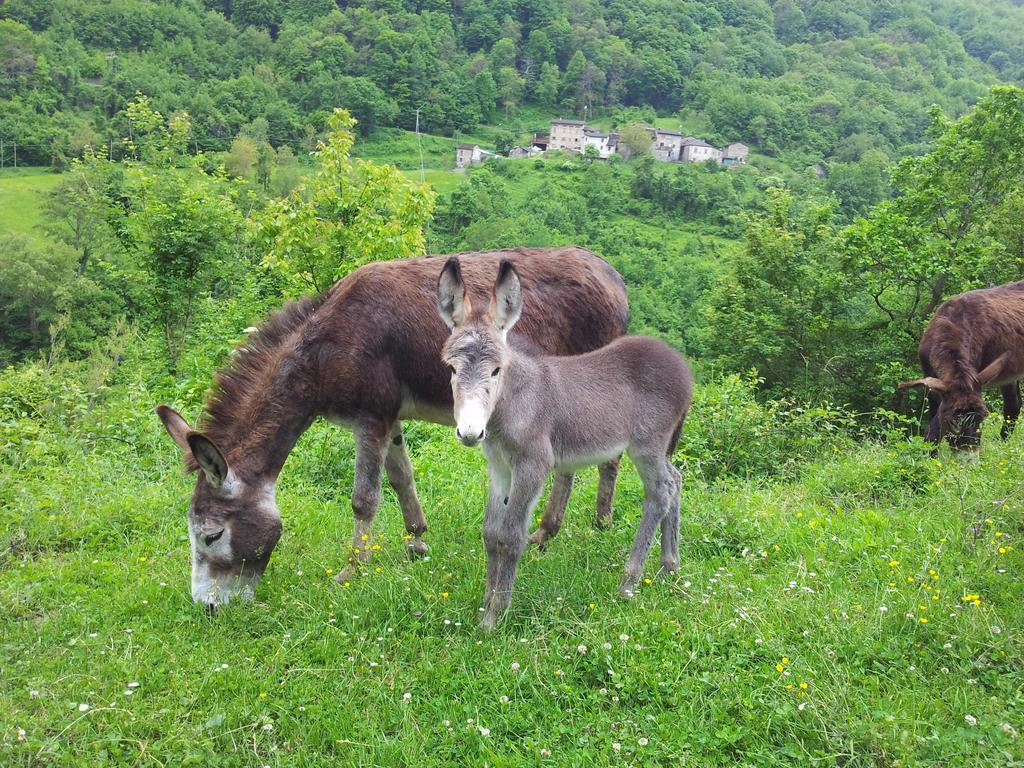 Agriturismo Ca Sonino Bettola エクステリア 写真